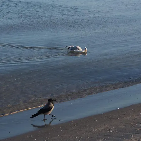 Sirene Whg 12 Meerblick - 5 Sterne Daire Binz